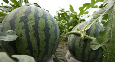 Jak pěstovat meloun ve skleníku a na otevřeném poli na předměstí, výsadba, péče a zemědělská technika